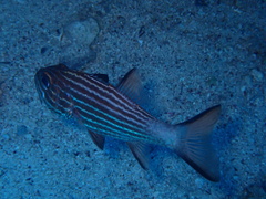 Cheilodipterus macrodon