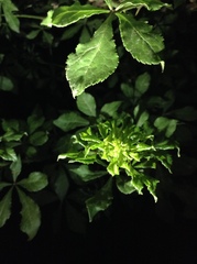 Eleutherococcus nodiflorus