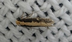 Monopis crocicapitella