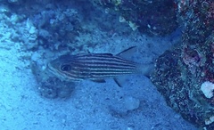 Cheilodipterus macrodon