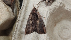 Catocala ultronia