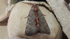 Catocala grynea