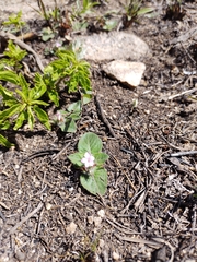 Stenandrium diphyllum