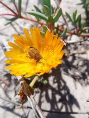 Lampranthus explanatus