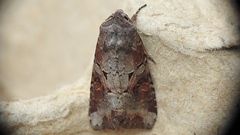 Trichordestra legitima