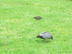 Gallirallus philippensis