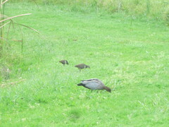 Gallirallus philippensis