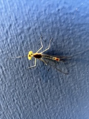 Stenacron interpunctatum