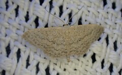 Scopula optivata