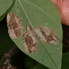 Macrosaccus morrisella