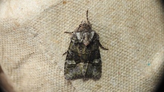 Lacinipolia olivacea