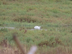 Egretta garzetta