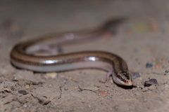 Ophiomorus nuchalis