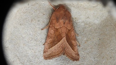 Hydraecia micacea