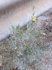 Anthyllis cytisoides