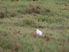 Egretta garzetta