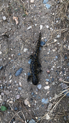 Ambystoma tigrinum