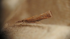 Neodactria luteolellus