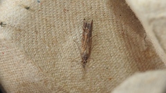 Neodactria luteolellus