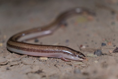 Ophiomorus nuchalis