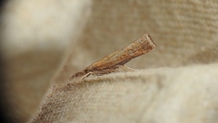 Neodactria luteolellus