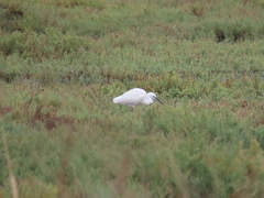 Egretta garzetta