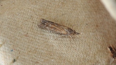 Neodactria luteolellus