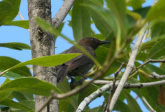 Myzomela obscura
