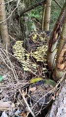 Hypholoma