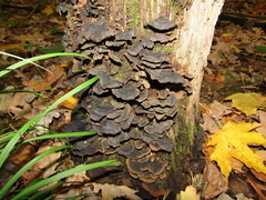 Hymenochaete rubiginosa