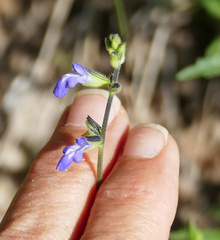 Salvia subincisa