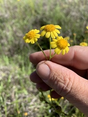 Senecio brigalowensis