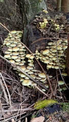 Hypholoma