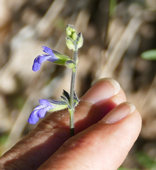 Salvia subincisa