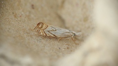 Crambus albellus