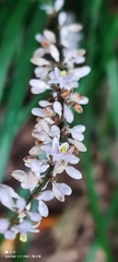 Liriope