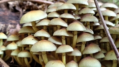Hypholoma