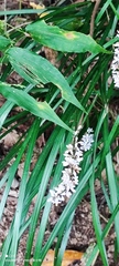Liriope