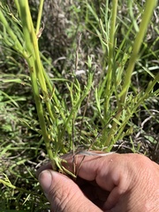 Senecio brigalowensis