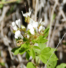 Polanisia dodecandra