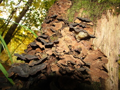 Hymenochaete rubiginosa