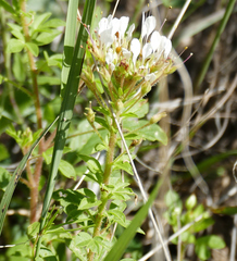 Polanisia dodecandra