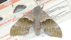 Pachysphinx modesta