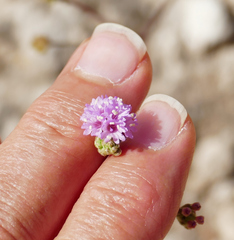 Boerhavia purpurascens