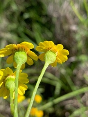 Senecio brigalowensis