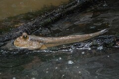 Periophthalmodon schlosseri