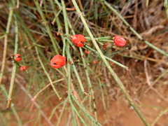 Ephedra foeminea
