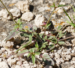 Boerhavia purpurascens