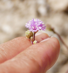 Boerhavia purpurascens