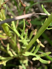 Senecio brigalowensis